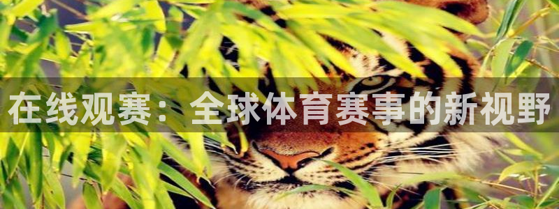 在线观赛：全球体育赛事的新视野